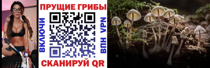Купить  Заинск  Галлюциногенные грибы ЛСД 